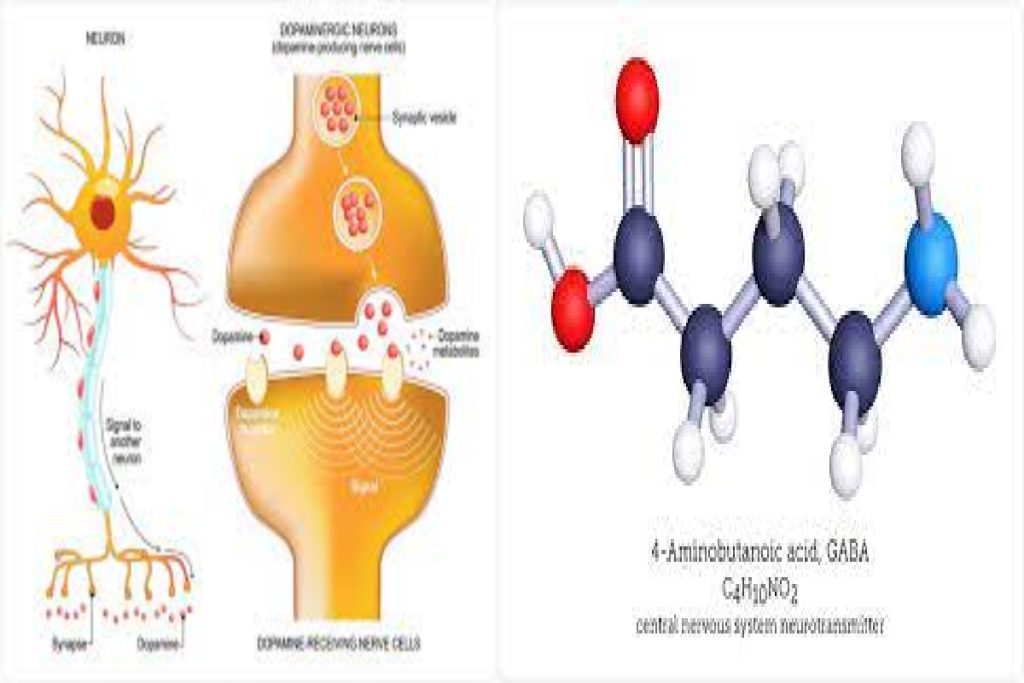 Gaba – Definition, What Does Gamma-Aminobutyric Acid (GABA) Do?